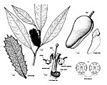 Xylomelum pyriforme