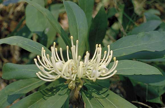 Telopea 'Erinundra White'